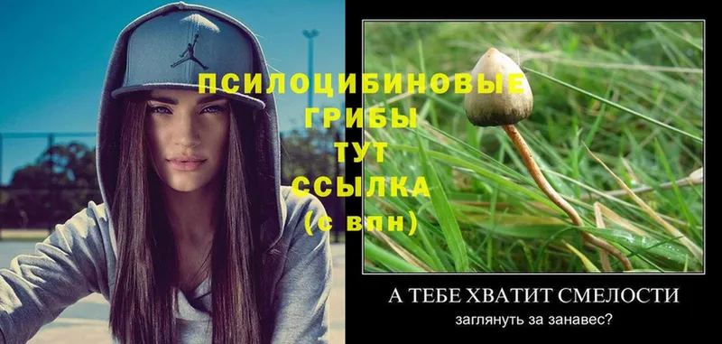 Галлюциногенные грибы Psilocybe  наркотики  Волгоград 